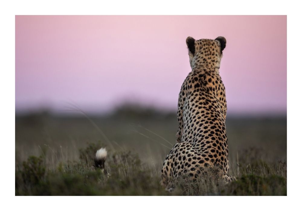 Cheetah portrait staring directly into the lens, fine-art print with white border