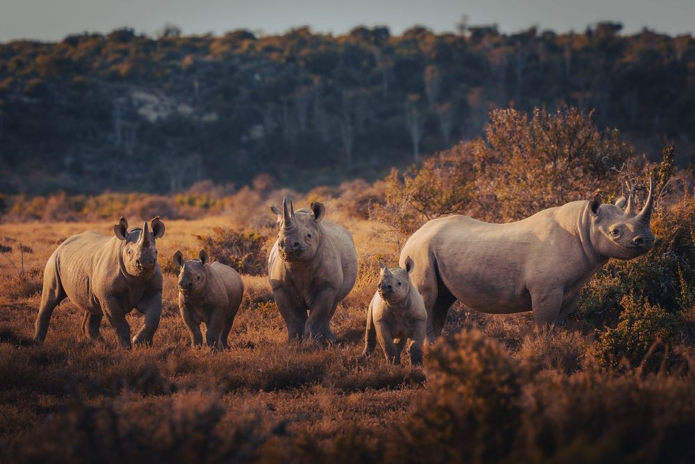 Wildlife encounter photographed in the Greater Kruger by Ruan Springorum