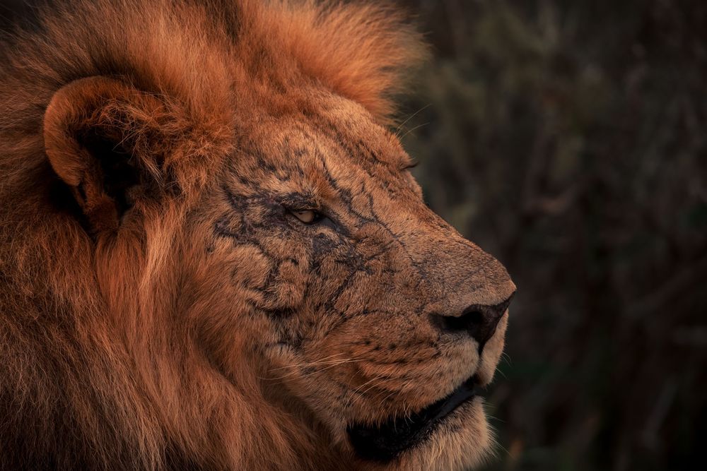 Battle-scarred male lion portrait showing the marks of territorial fights