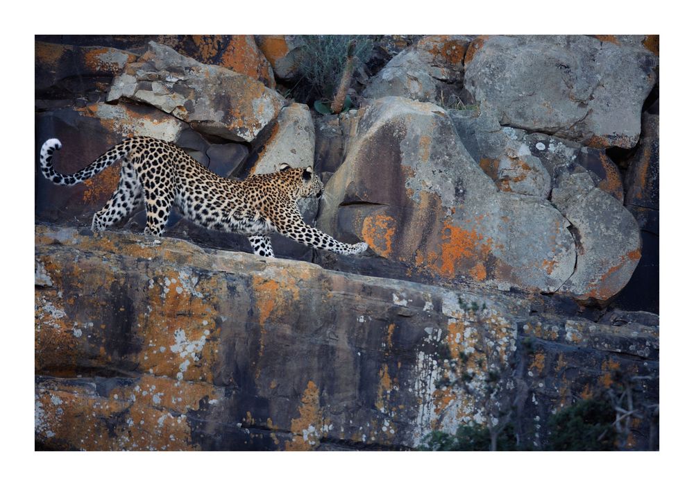 Fine-art wildlife photograph from the African bushveld with white border