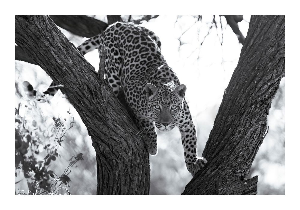 Leopard resting on a tree branch in golden afternoon light