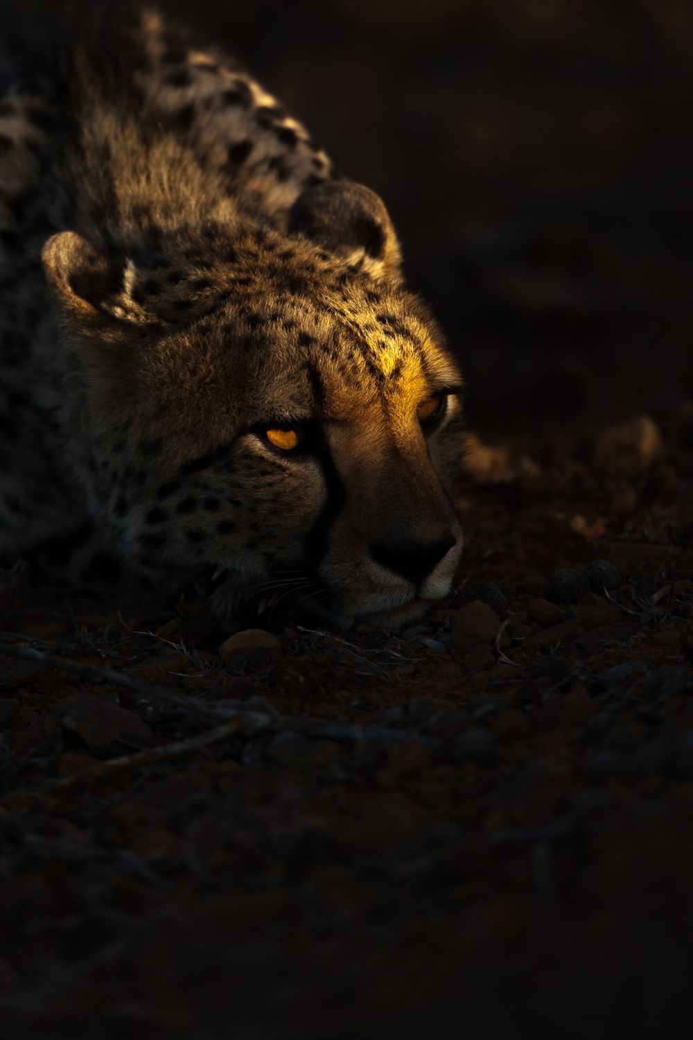 Wildlife resting in dappled shade, fine-art photograph titled Shade