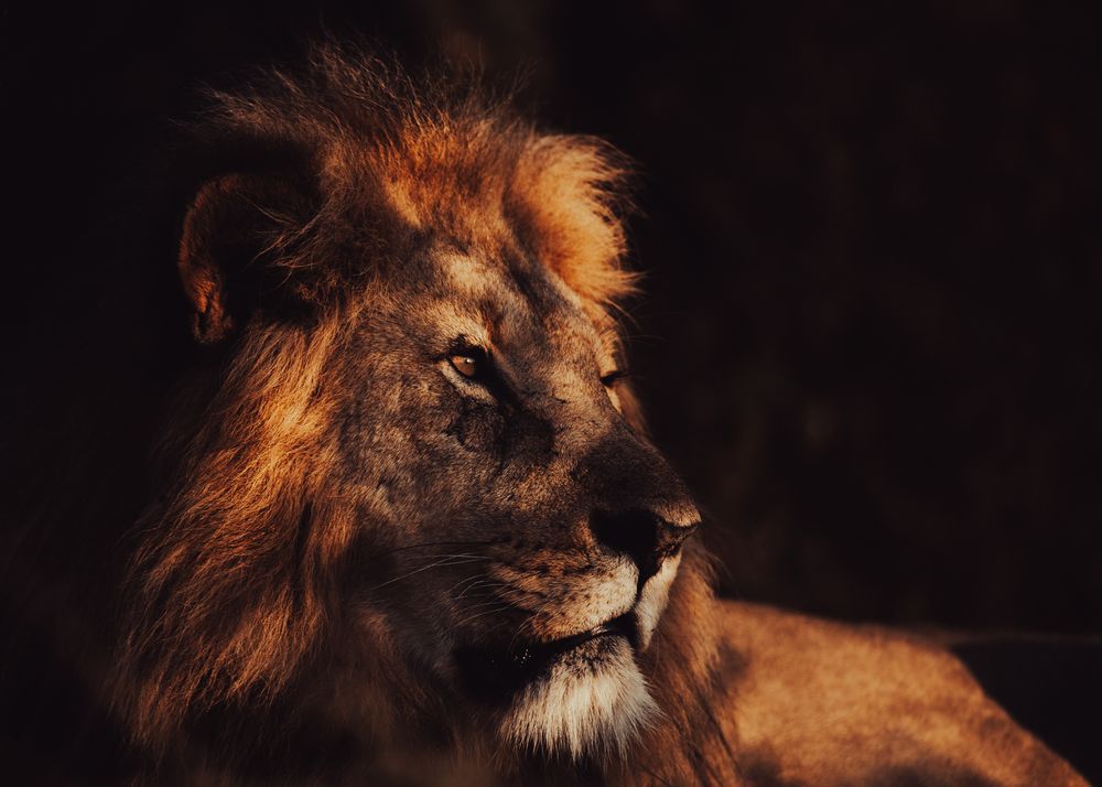 African wildlife photographed in natural habitat, Greater Kruger