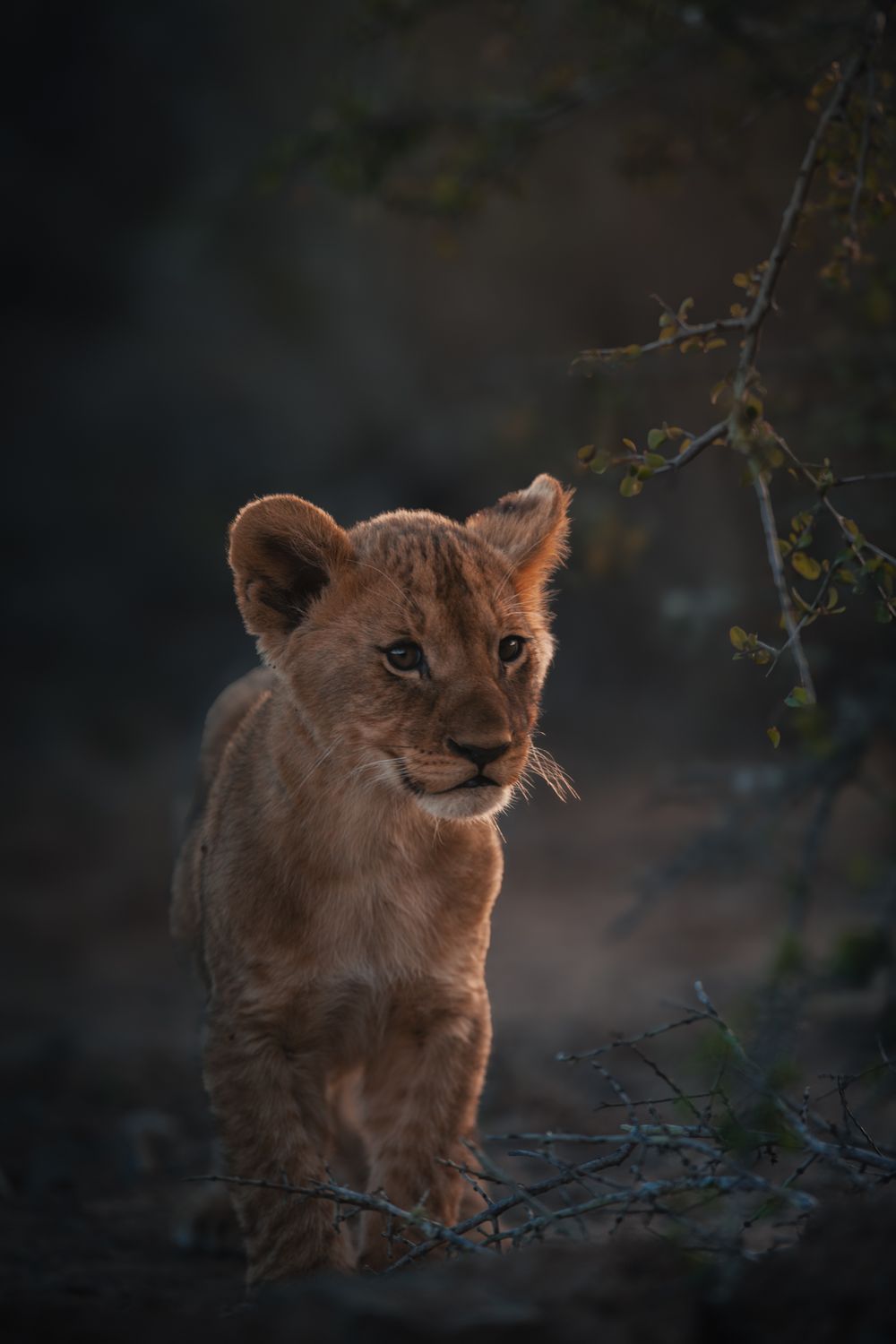 African wildlife photographed in natural habitat, Greater Kruger