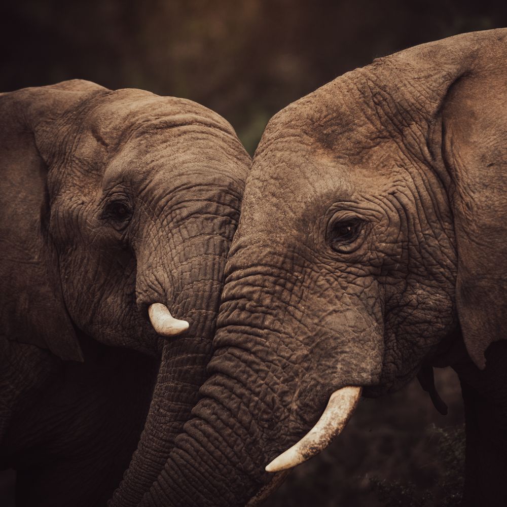 African wildlife photographed in natural habitat, Greater Kruger
