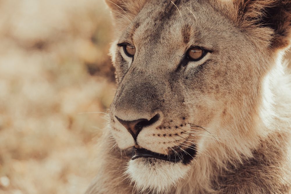 African wildlife photographed in natural habitat, Greater Kruger