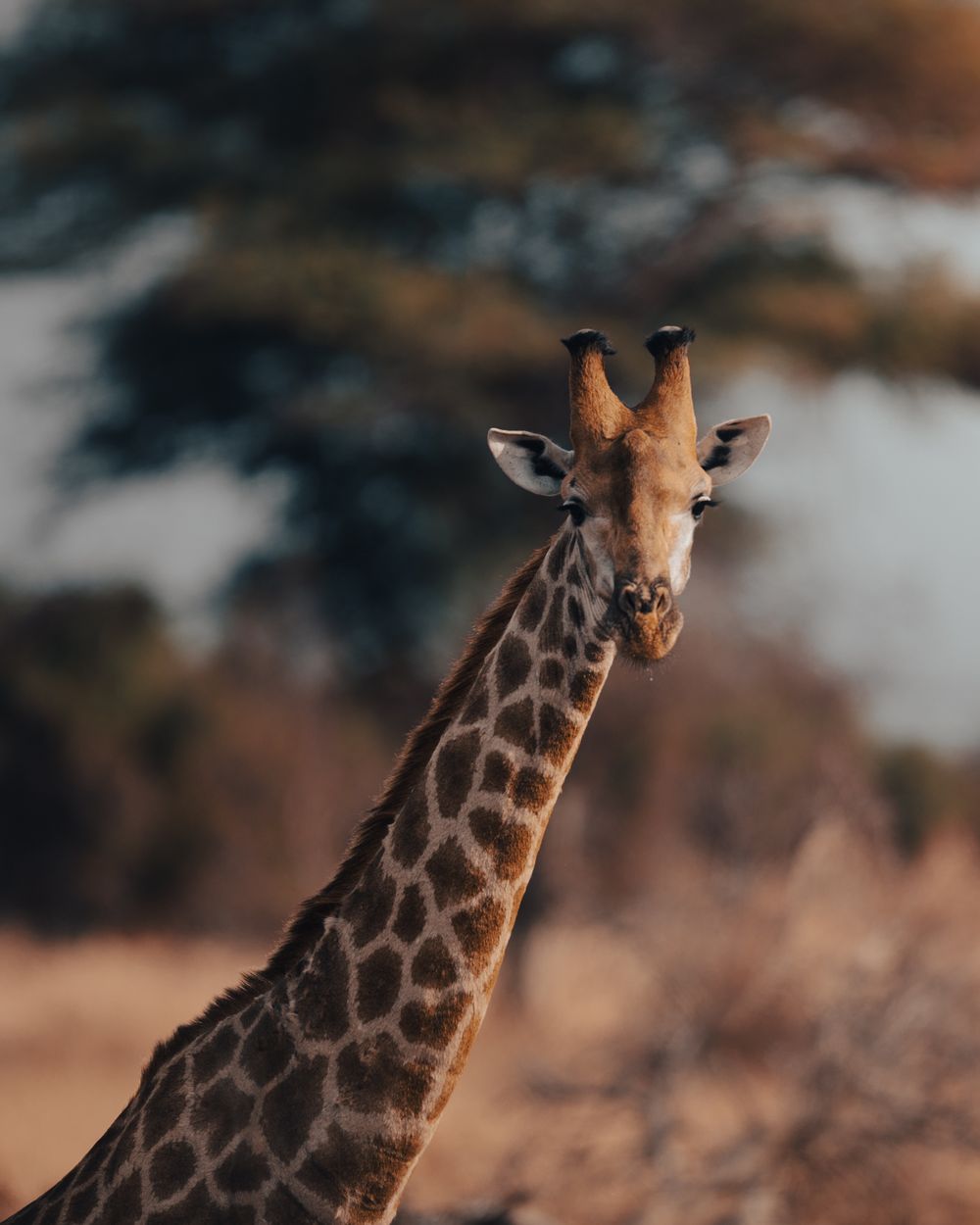 African wildlife photographed in natural habitat, Greater Kruger
