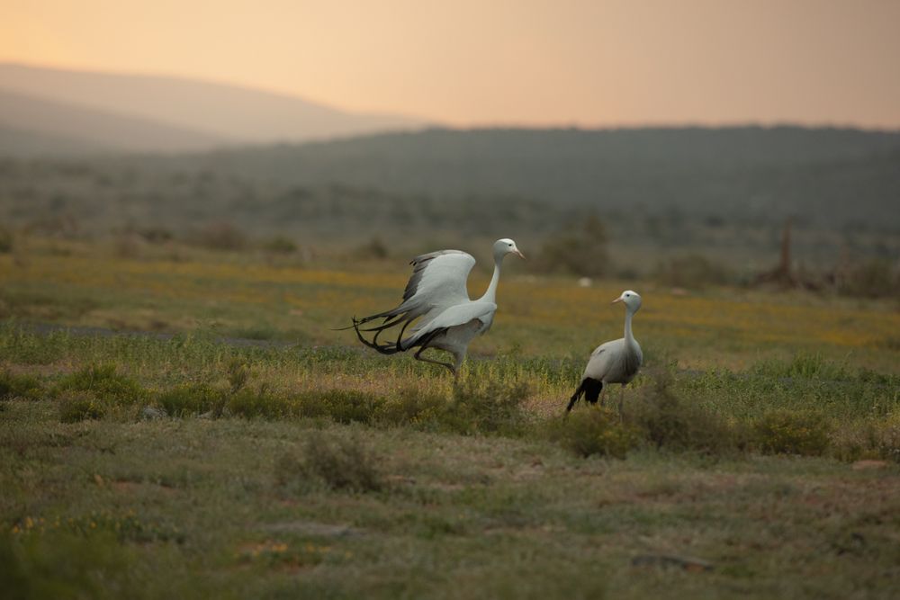 African wildlife photographed in natural habitat, Greater Kruger