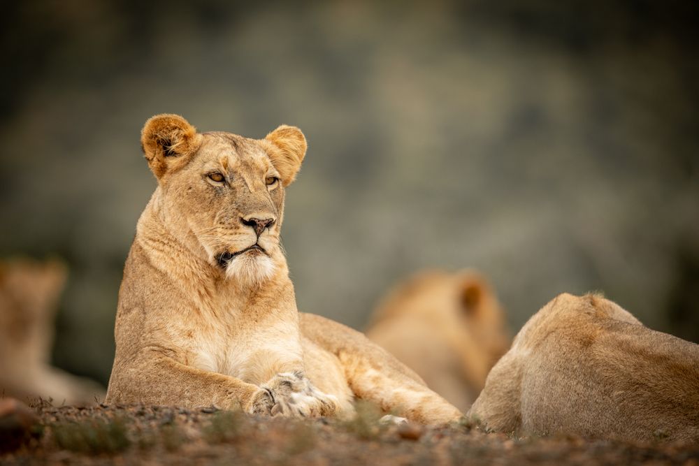 African wildlife photographed in natural habitat, Greater Kruger