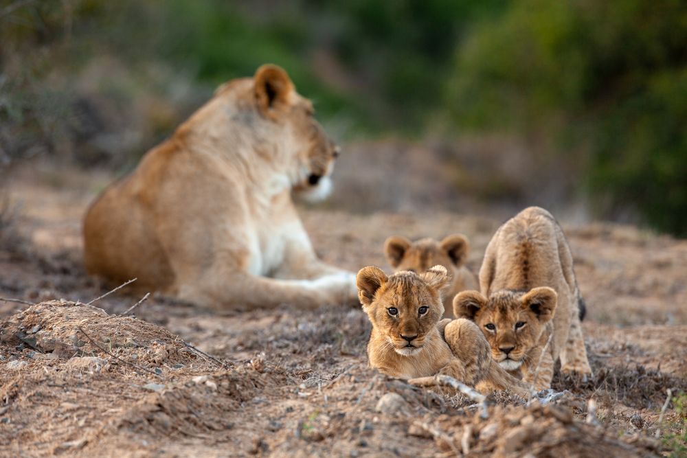 African wildlife photographed in natural habitat, Greater Kruger